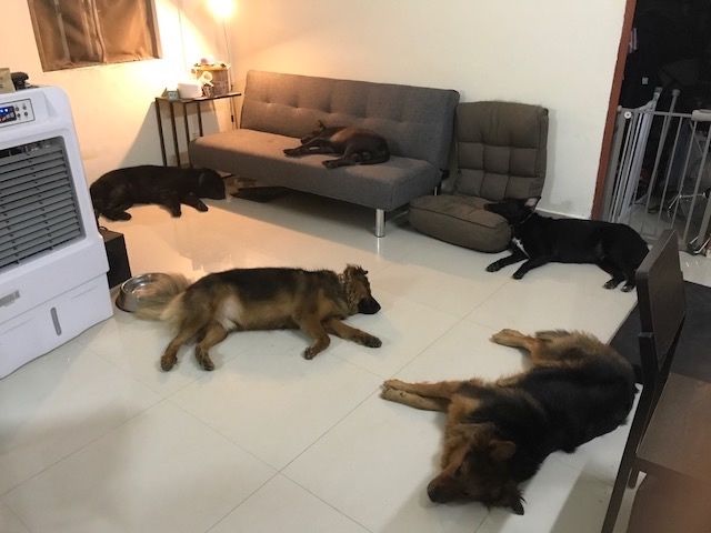 5 Dogs owner looking for tenant - 元朗 - 房間 (合租／分租) - Homates 香港