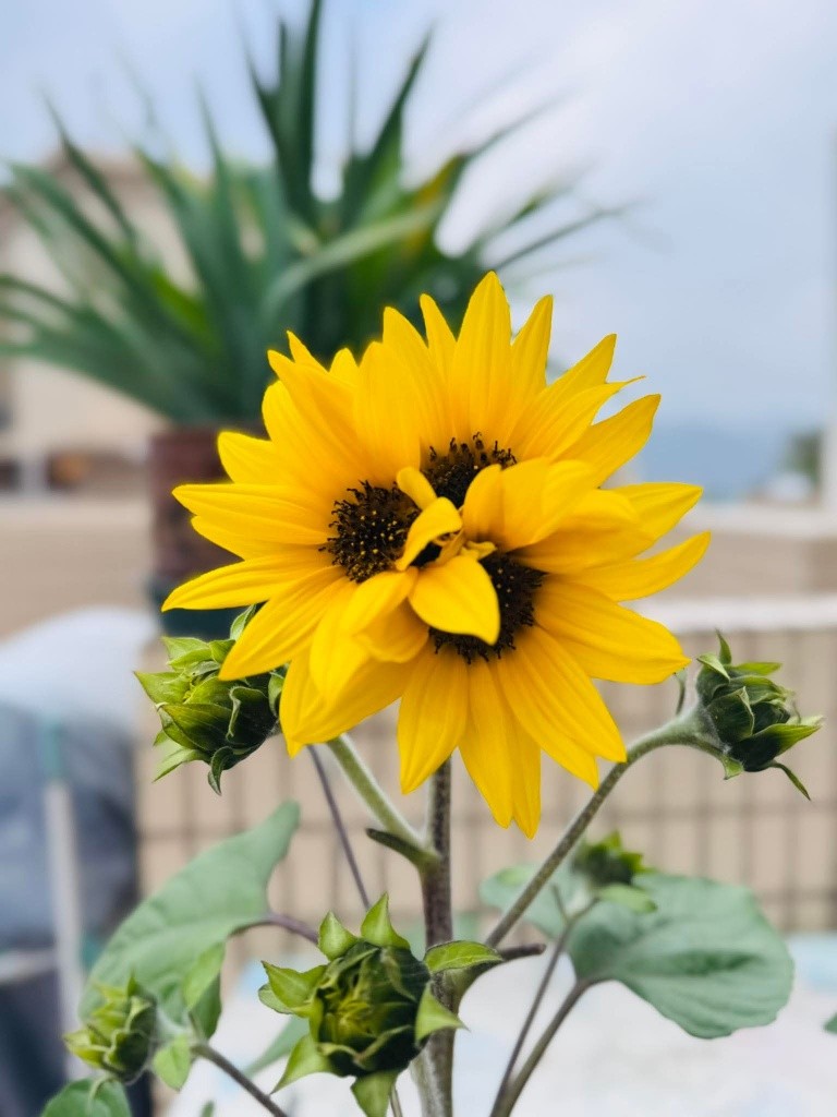 房間分租 - 屯門 - 房間 (合租／分租) - Homates 香港